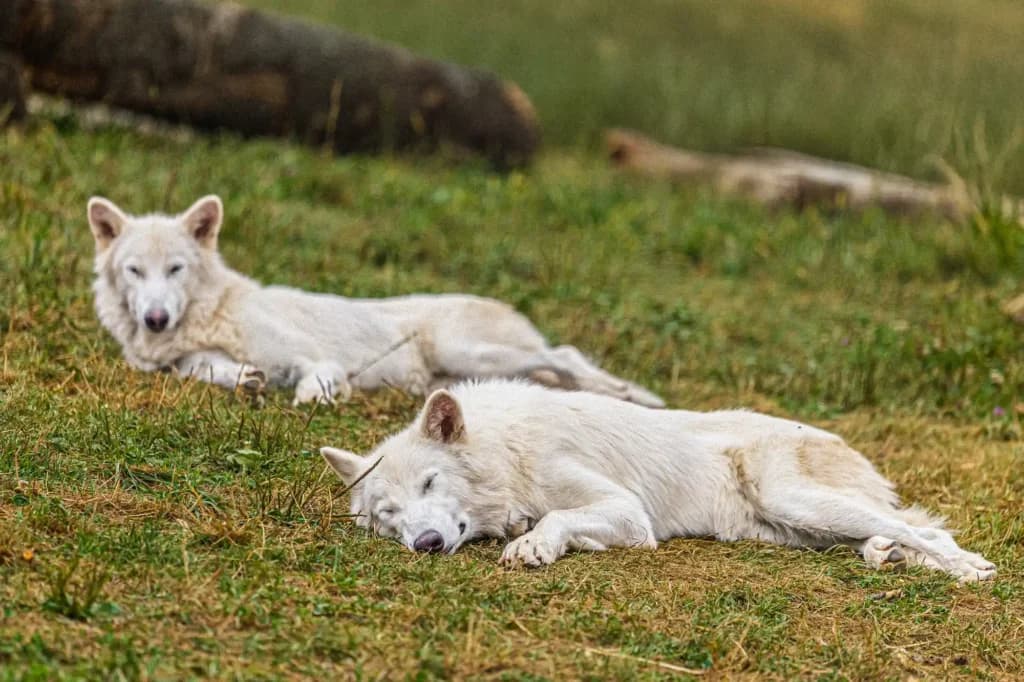 Colossal Biosciences: Inside the $10.2B Company Bringing Extinct Species Back to Life