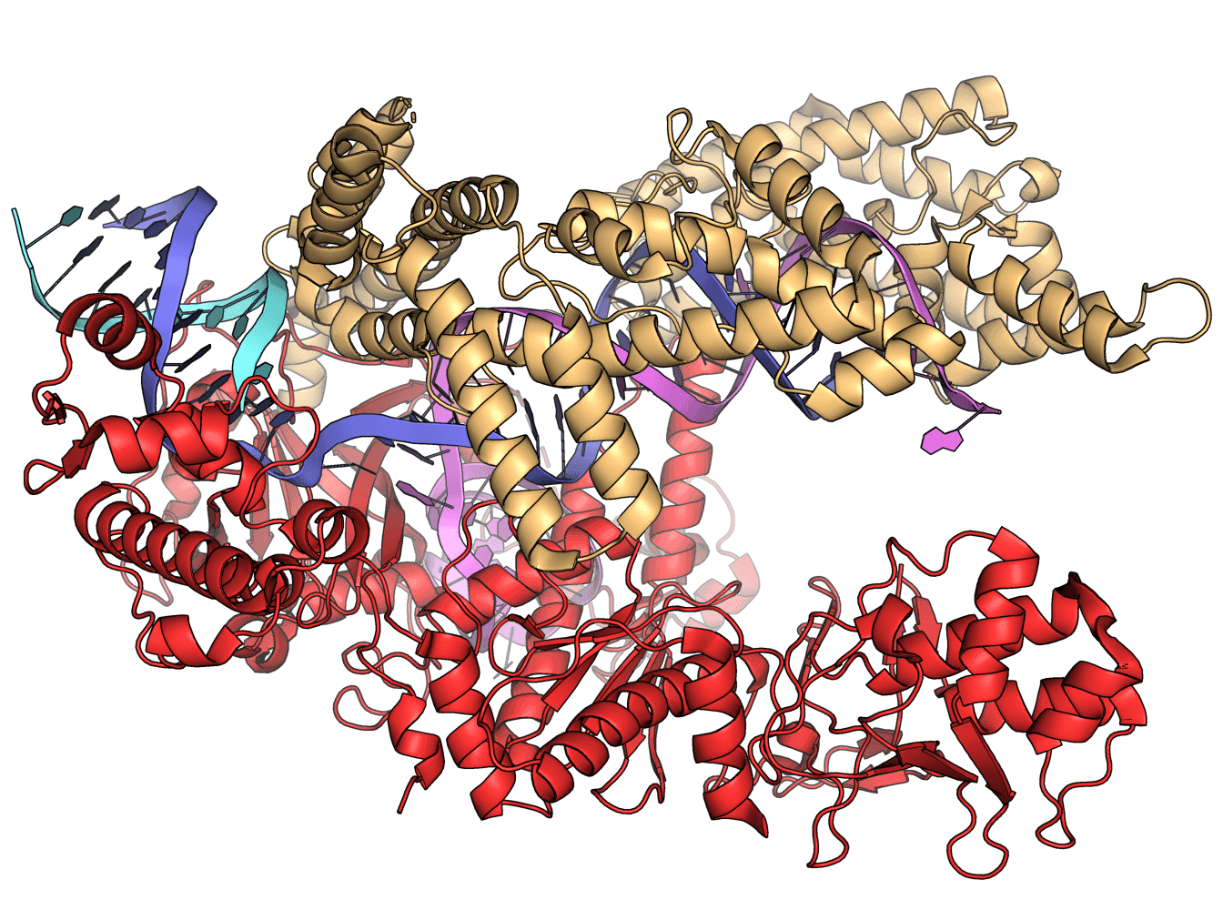 The Delivery Problem: A Miniaturized CRISPR Enzyme Just Solved It
