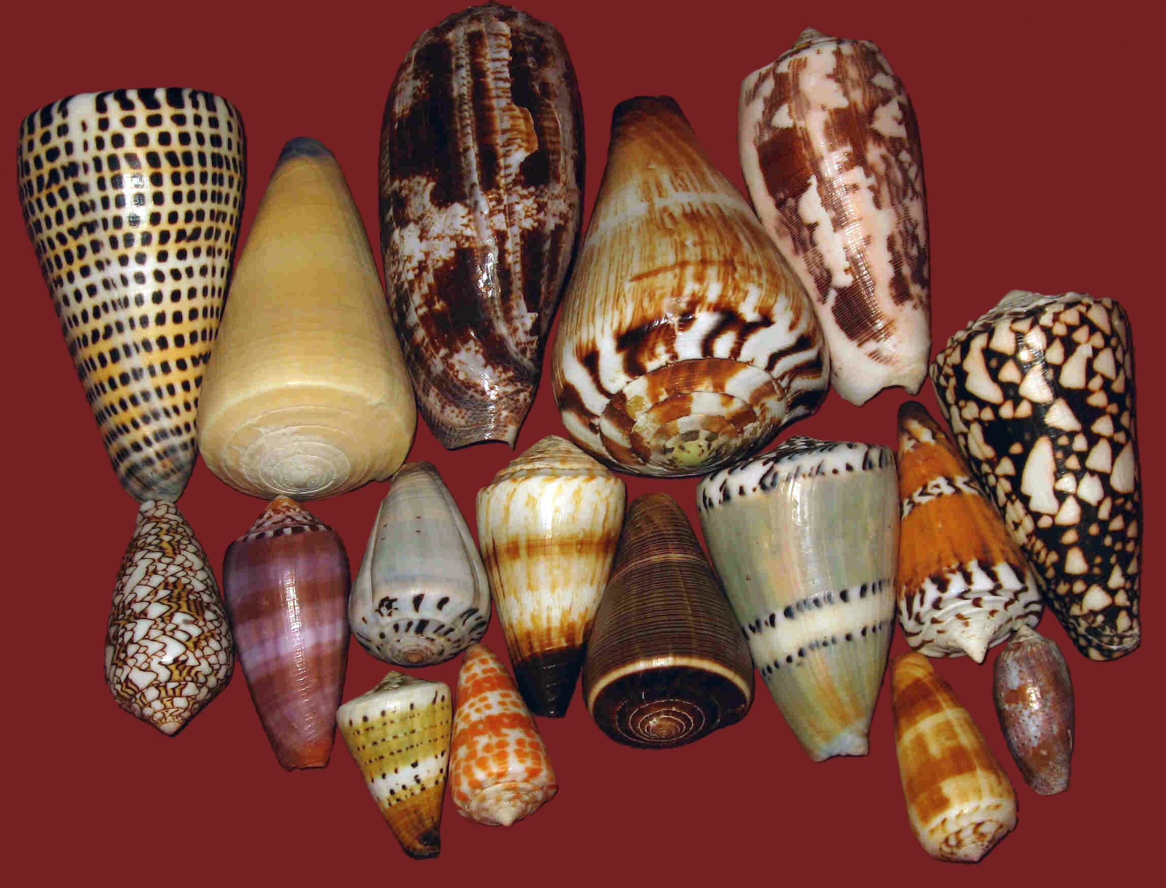 Ziconotide (Prialt): The Cone Snail Peptide That Kills Pain